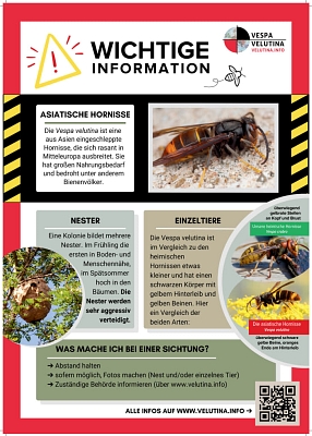 Asiatische Hornisse