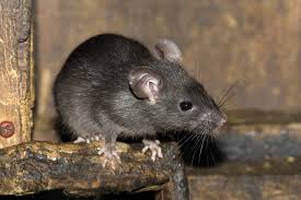 Ratte